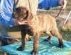 BANTU EL PANNON PERRO DE PRESA