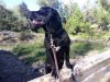 NEGRA