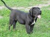 DEMIRA DE SABURO KENNELS