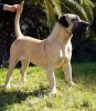 CHAXIRAXI DE CRISDOCO