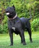 EARTH NEGRA GIGANTOSNOCHES