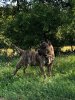 FALF DE ANTIVARI BULL