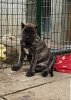 COCO BAD DOGZ CANARIO