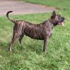 GIGI DE E&AMP;G KENNELS