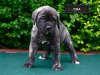 BRINDLE HOOLIGANS CIRA
