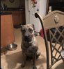 JACKSON KENNELS CALLIE