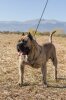 AMBROSIO PERRO LOCO DE HIERRO