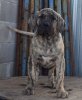 DIEGO PERRO LOCO DE HIERRO