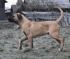 BUCOVINA WORKING DOGS C'DICK