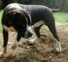 KOBY DE PRIMAL