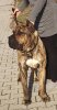 BOSS BULL CANARIO IDOL