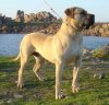 BOREAS EL PERRO DIABLO
