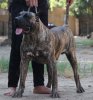 RAMSES DOG PUR