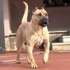ZORA DE VARRO BULL