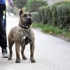 IDANA PERROS DE TOROS