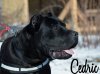 CEDRIC DE BMK DEVILS