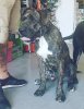 RAGNAR I DE KING ZULU