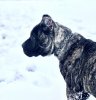 BORIS DE TOLEDO PRESA
