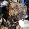 BRUSS DE KING ZULU