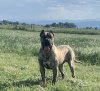 ODIN DE CANARIAN BULL
