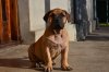 YNA DE SPARTAN D KENNEL
