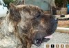 SIMBA DE ALACANT BULL