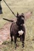 JOI LIG KENNEL