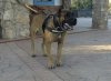 LEO I DE KING ZULU