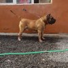 HUGO CHAVEZ DE CASA PANCHO