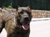 BRUJA DE PERRO DE PRESA BECERRIL