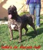 SHAKYRA DE ALACANT BULL