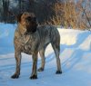 CAMORRA BALUARTE DE LOS PERROS