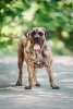DIABOLIQUE BALUARTE DE LOS PERROS