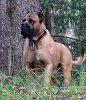 UKRASHENIE MOSCOVII IZ MIRA ANTALLIS