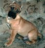 BRUTUS