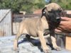 CANELA DE KING ZULU