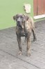 CRUFTS DE SAMCOR