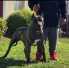 BECKHAM BULLSARA DEL PEMBA