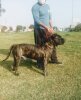 DECKER CHAJLLA PERRO DE PRESA