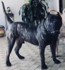 ALACRAN DE BARNACAN BULL