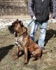BEARCLAWS BANE JR