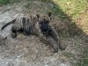 ONLY THE FAMILY KENNELS MIDAS