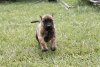 HONEY B DE TOLEDO PRESA