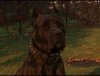 TAZZ