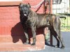 FRANKLINS BRUTUS