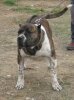 KRUGER DE IRON BULL