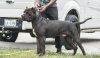 GORILLA DE OLIVER