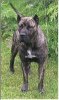 OAKLEAF'S RED STAR TIA MARIA
