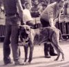 ATREVIDO DE DEMETRIO
