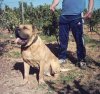 TURCO DE ELS PECHADOS